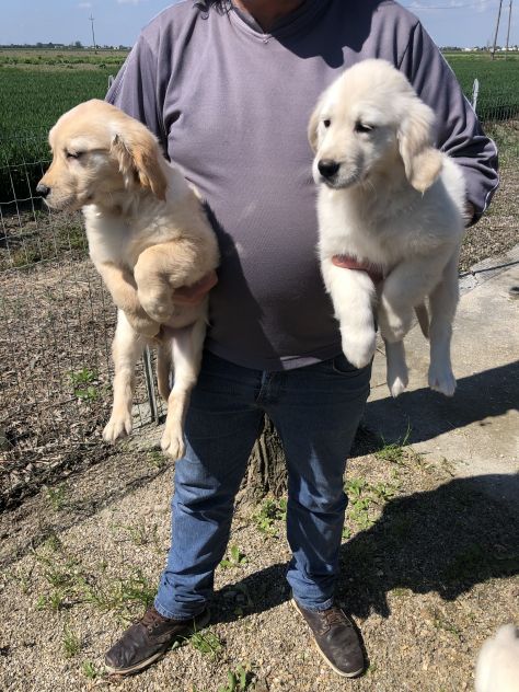 Golden Retriever - Foto 2
