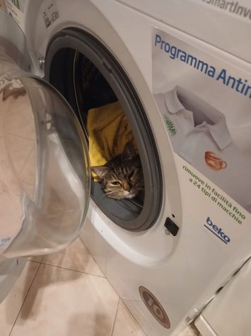 GATTI ADULTI - Foto 8