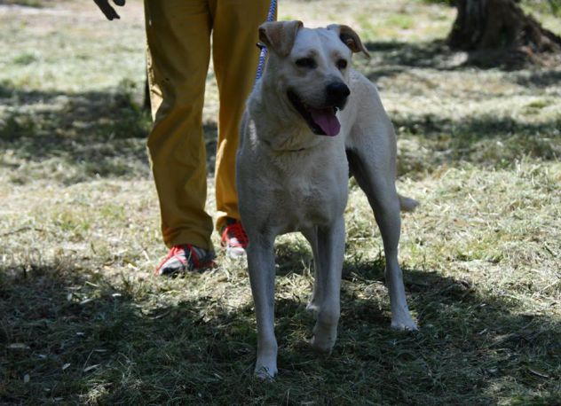 KEVIN, stupendo mix labrador gioioso - Foto 3