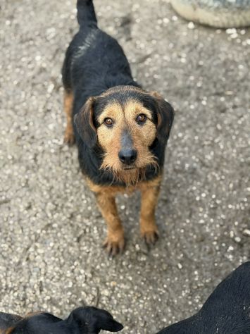 TARO, baffone dalla bontà sconfinata! - Foto 5