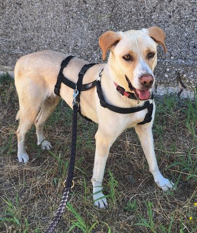 Lily 2 anni mix labrador - Foto 2