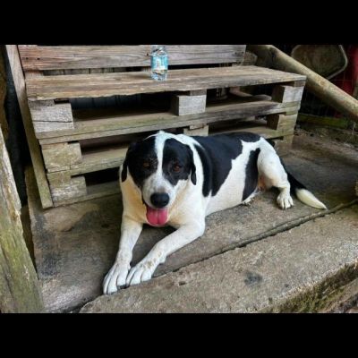MILKA LA TENEREZZA FATTA CANE, CANE IN ADOZIONE - Foto 2