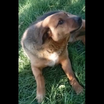 BULLO CONCENTRATO DI TENEREZZA, CANE IN ADOZIONE - Foto 5