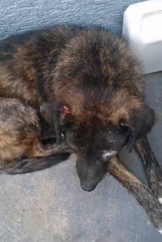 EMERGENZA X 1CANE MALTRATTATO X STRADA.. - Foto 3