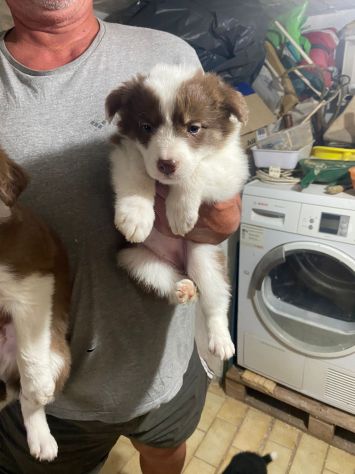 Cuccioli di Border Collie
