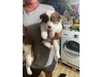 Cuccioli di Border Collie