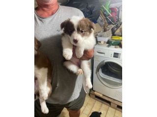 Cuccioli di Border Collie