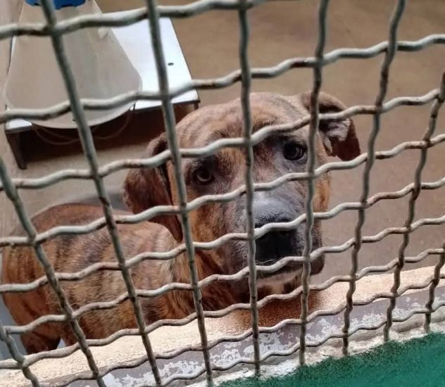 KARIN PICCOLA DELIZIOSA MAMMINA, CANE IN ADOZIONE