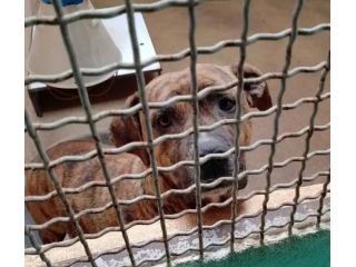 KARIN PICCOLA DELIZIOSA MAMMINA, CANE IN ADOZIONE