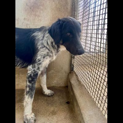 PROCOPIA, UN'OCCASIONE DI VITA, CAGNOLINA IN ADOZIONE - Foto 4