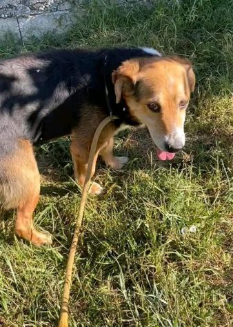 VERCINGETORIGE UN 'OPPORTUNITÀ DI VITA CAGNOLINO IN ADOZIONE - Foto 10