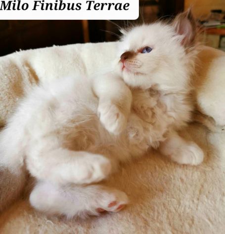 Cuccioli Sacro di Birmania con pedigree - Foto 7