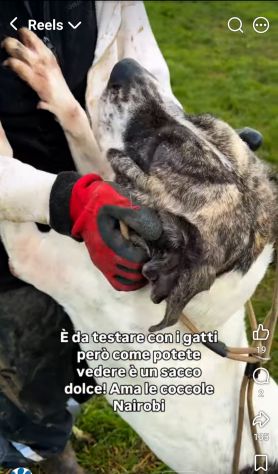 NAIROBI ADORABILE COCCOLONA CANE IN ADOZIONE - Foto 6