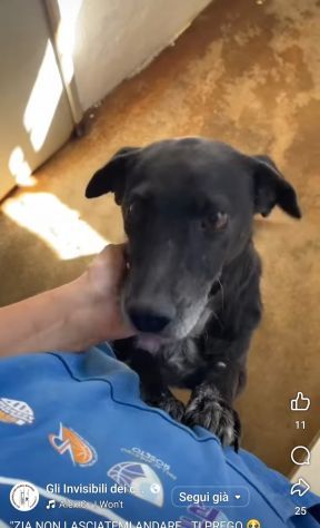 MOZART 15 KG DI BONTĂ€ CAGNOLINO IN ADOZIONE - Foto 6