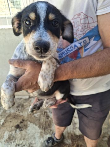 CUCCIOLI 3 MESI - Foto 8