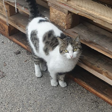 PRINCIPESSA - gattina di 2 anni - Foto 4