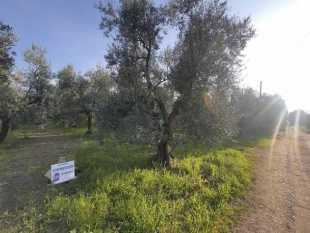 Immobile in asta di 13458 m² in vendita a Andria - Foto 2