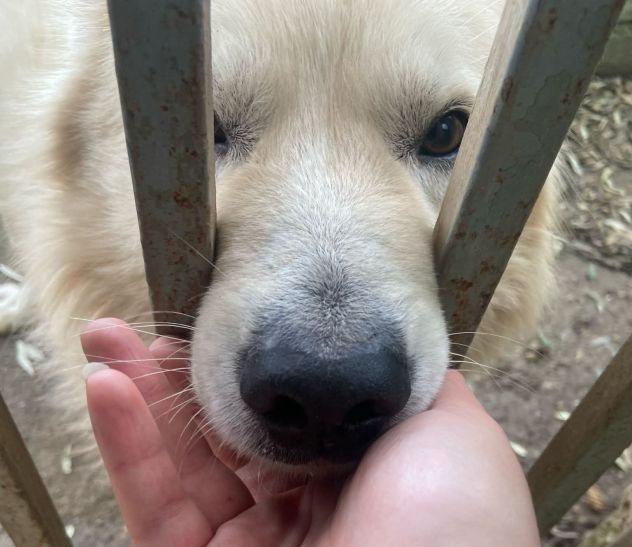 RUNNER cerca casa CANE IN ADOZIONE - Foto 5