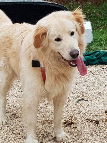RICKY, cucciolone stupendo - Foto 2