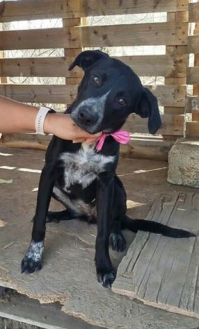 LILIA una cagnolina in adozione un mondo da scoprire ma è in un box - Foto 2