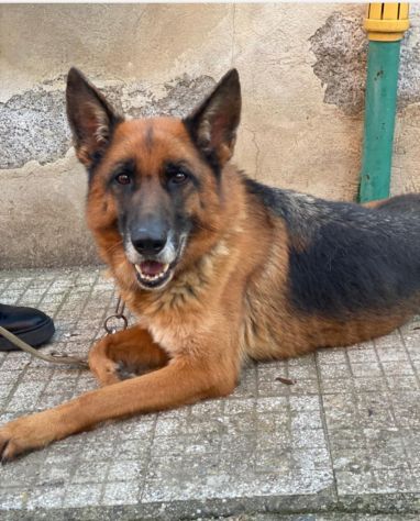 Pastore Tedesco 5anni e 1/2 rimasta sola.SUD SOS - Foto 4