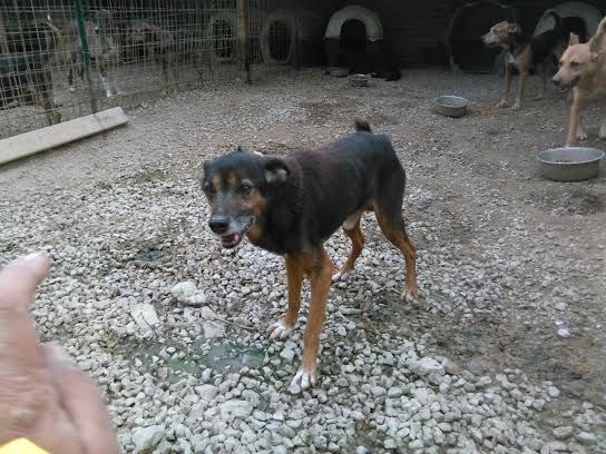 VIVO, tenero canuzzo - Foto 2