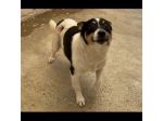 Pouf delizioso cagnolino in adozione taglia piccola