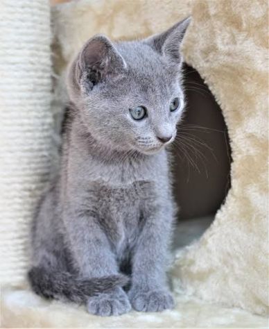 CERTOSINO CUCCIOLO - CERTOSINI BLU disponibili - Foto 2