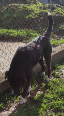 BENNY DOLCE E RISERVATO CAGNOLINO IN ADOZIONE - Foto 2