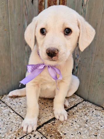 ADOTTIAMO LILLYBETH! - Foto 10