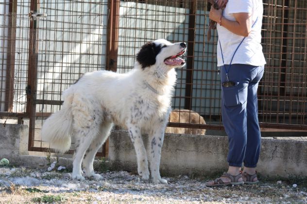 Giulio Cesare un gigante buono che aspetta una vita fuori dalla gabbia.... - Foto 2