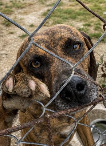 Tigro,un cane che si fa volere bene - Foto 8