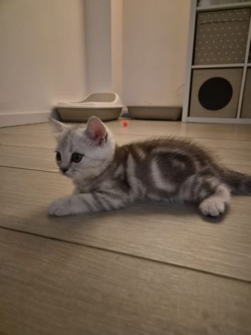 Cuccioli scottish straight e fold - Foto 2