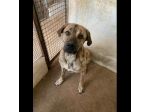 ZEUS SPLENDIDO DERIVATO CORSO, CANE IN ADOZIONE