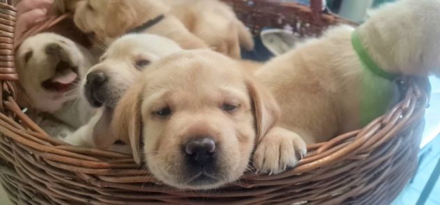 🐾 Iconici Cuccioli: L'eccellenza del Labrador Retriever in una zampa 🐾 - Foto 4
