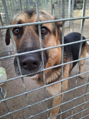 JACK PASTORE TEDESCO 4/5 ANNI IN CANILE - Foto 2