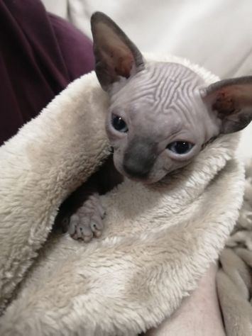 Cuccioli Sphynx cresciuti in casa cercano una famiglia amorevole - Foto 2