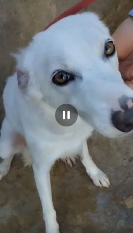 Giovane,femmina,grandi occhioni che nessuno nota! SICILIA - Foto 4