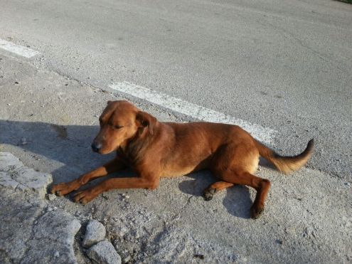 LUNA E BROWN, due cucciolotti in cerca di amore - Foto 3