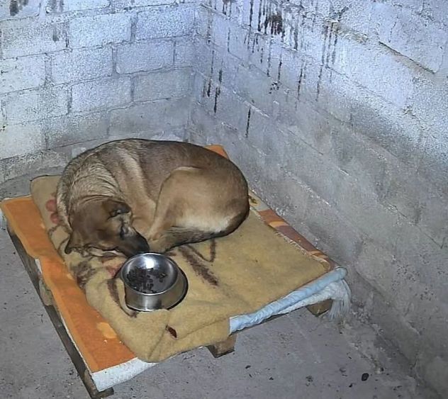 SHINA UNA VITA BUTTATA CANE IN ADOZIONE - Foto 2