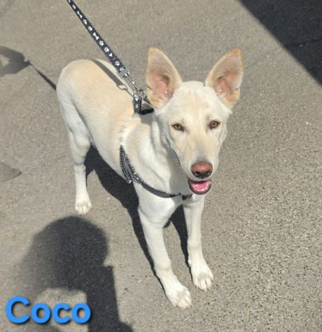 COCO - Foto 3