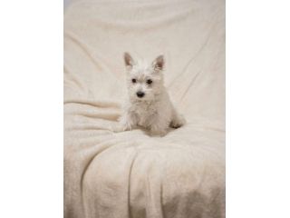 Cuccioli West Higland taglia piccola