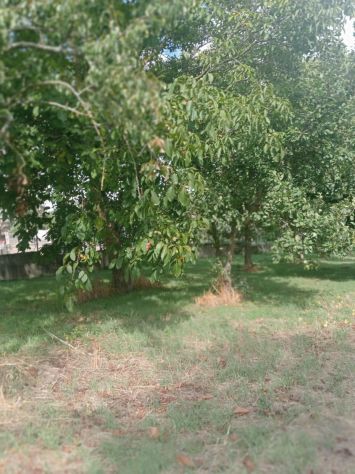 AMPIO TERRENO DI 8.000 MQ CON CASOLARE DA RISTRUTTURARE - Foto 4