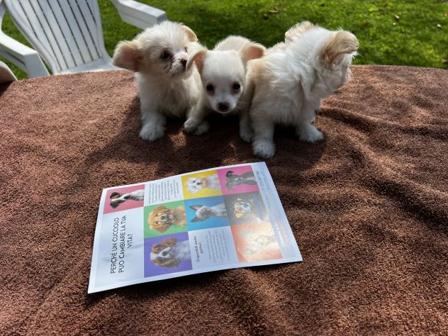 Cuccioli di incrocio Maltese X Chihuahua - Foto 5