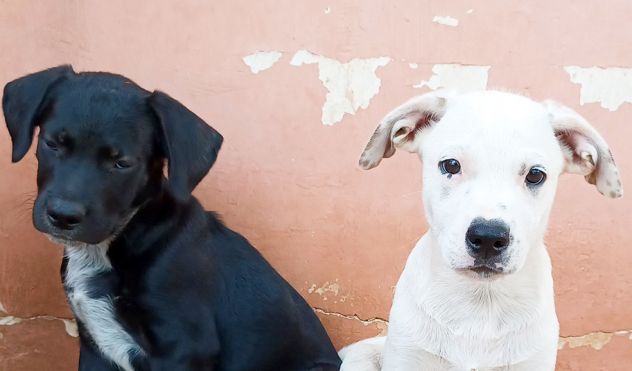 Milo e Ricky dolcissimi cuccioli in adozione - Foto 2