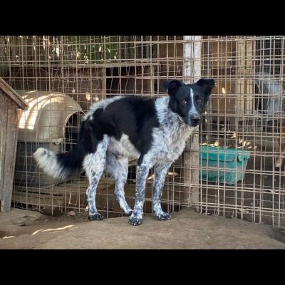 TOTÒ ADORABILE CERCA CASA, CANE IN ADOZIONE - Foto 9