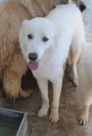 ARES, ACHILLE, ARAMIS SPLENDIDI CANI IN ADOZIONE - Foto 2