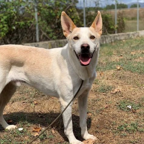 WHITE una vita buttata, simil pastore svizzero cane in adozione tg media - Foto 2