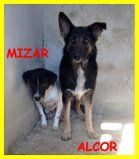 SPLENDIDE CAGNOLINE SOLE IN CANILE CERCANO CASA - Foto 2