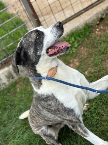 MAX CERCA ATTENZIONE, CHIEDE AMORE, CANE IN ADOZIONE TG MEDIA - Foto 3